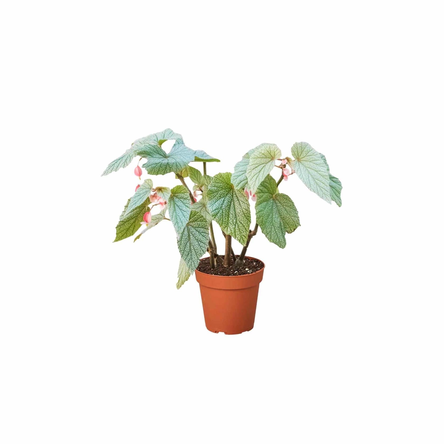 Angel Wing Begonia Frosty