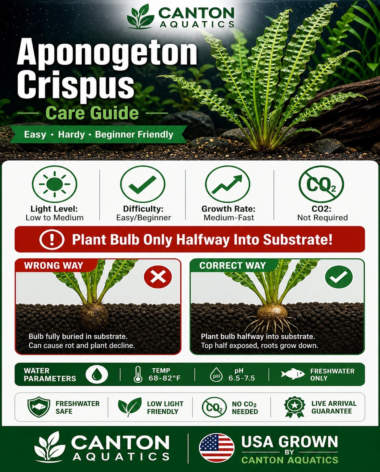 Aponogeton Crispus Bulb Live Aquarium Plant Crinkled Sword Freshwater Easy Beginner Low Light No CO2 - Image 7