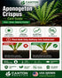Aponogeton Crispus Bulb Live Aquarium Plant Crinkled Sword Freshwater Easy Beginner Low Light No CO2 - Image 7