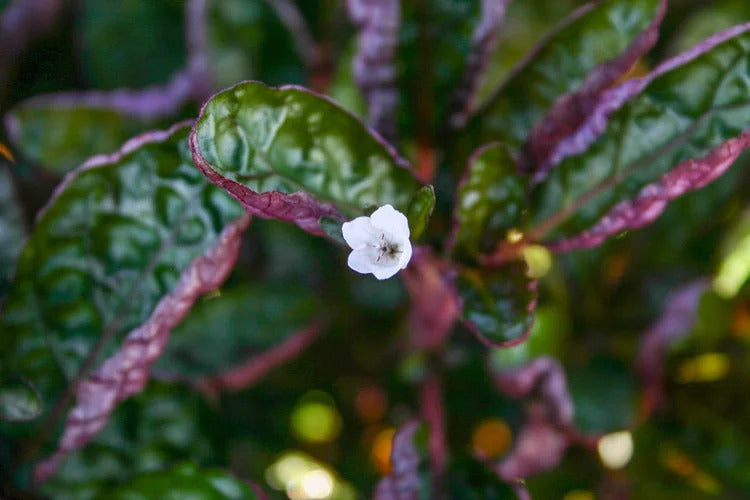 Dragon’s Tongue (Flame) – Hemigraphis Repanda