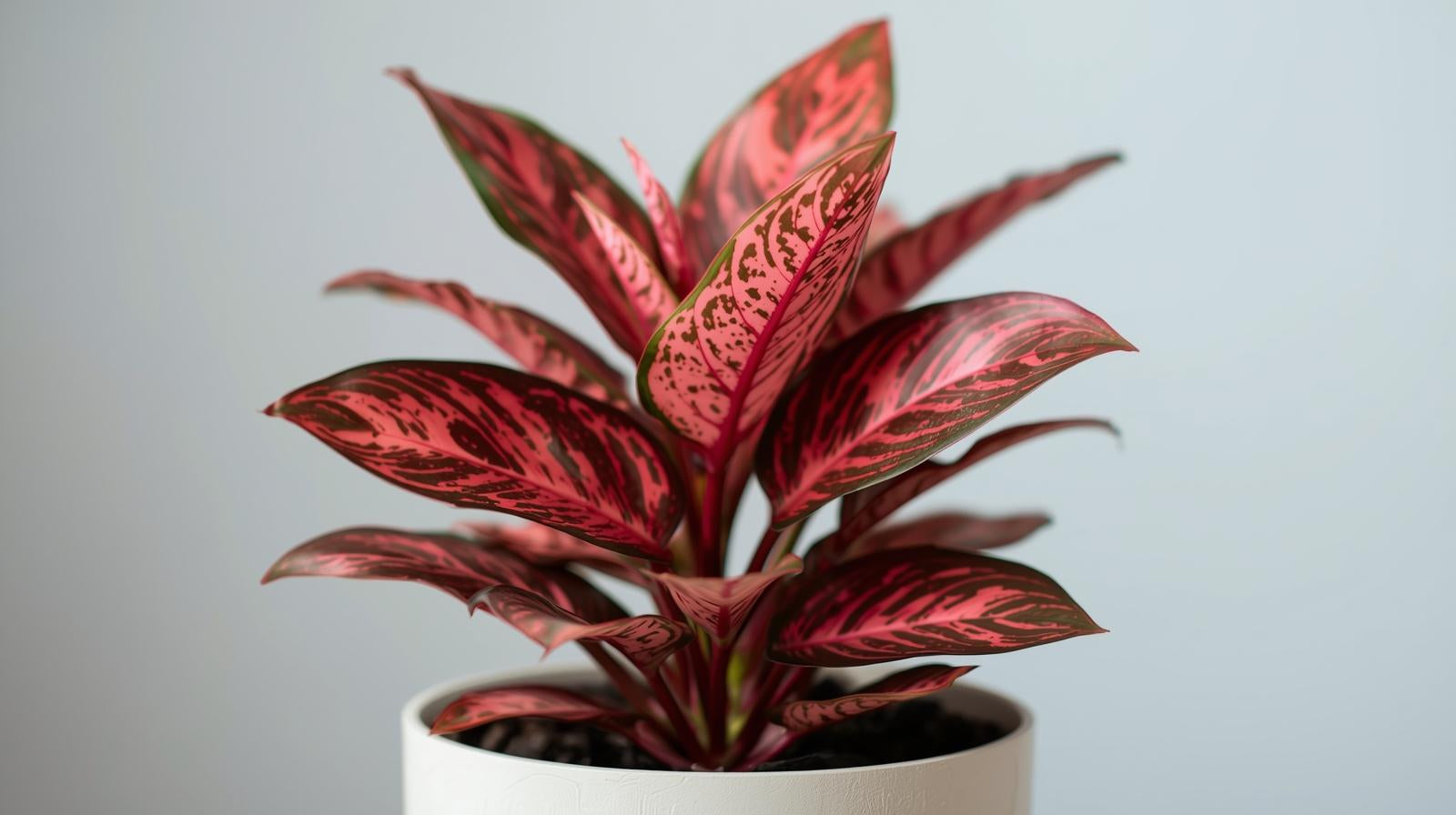 Aglaonema Queen Red Valentine Rooted Starter Plant