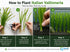 Italian Vallisneria Spiralis Live Aquarium Plants - 6 Pack