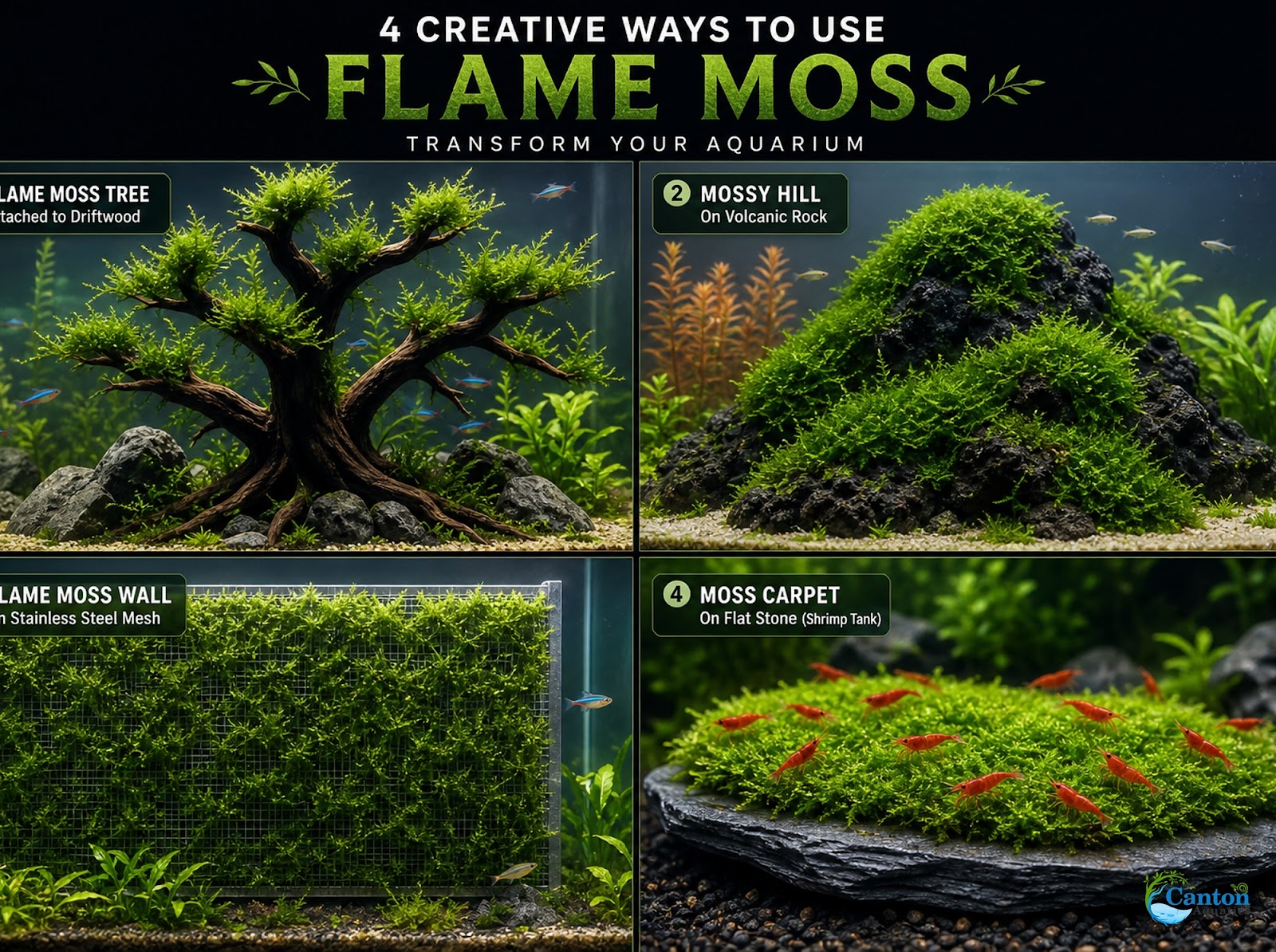 Flame Moss Live Aquarium Plant 3 Pack 4oz Freshwater Moss for Fish Tank from Canton Aquatics