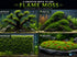 Flame Moss Live Aquarium Plant 3 Pack 4oz Freshwater Moss for Fish Tank from Canton Aquatics