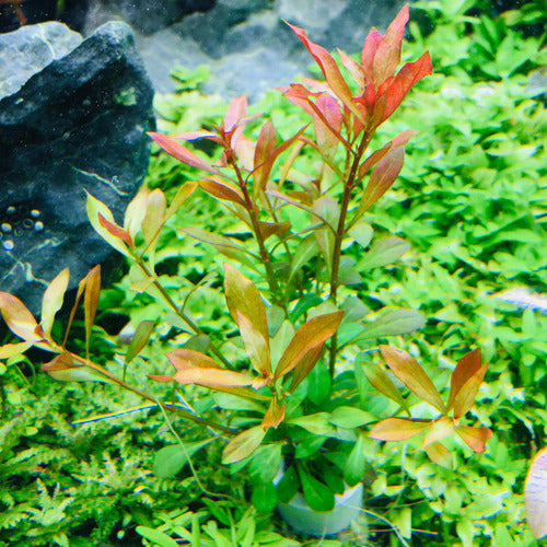 Ludwigia Repens Super Red Mini aquatic plant for planted tank