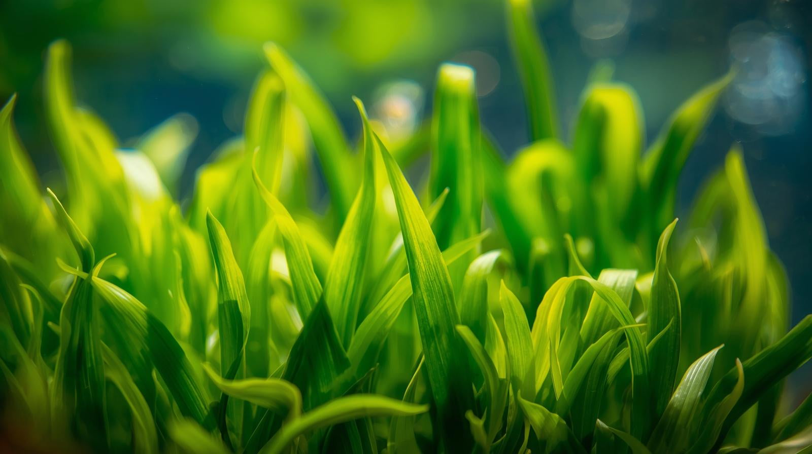Dwarf Sagittaria (Broadleaf) - Image 7