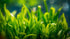 Dwarf Sagittaria (Broadleaf) - Image 7
