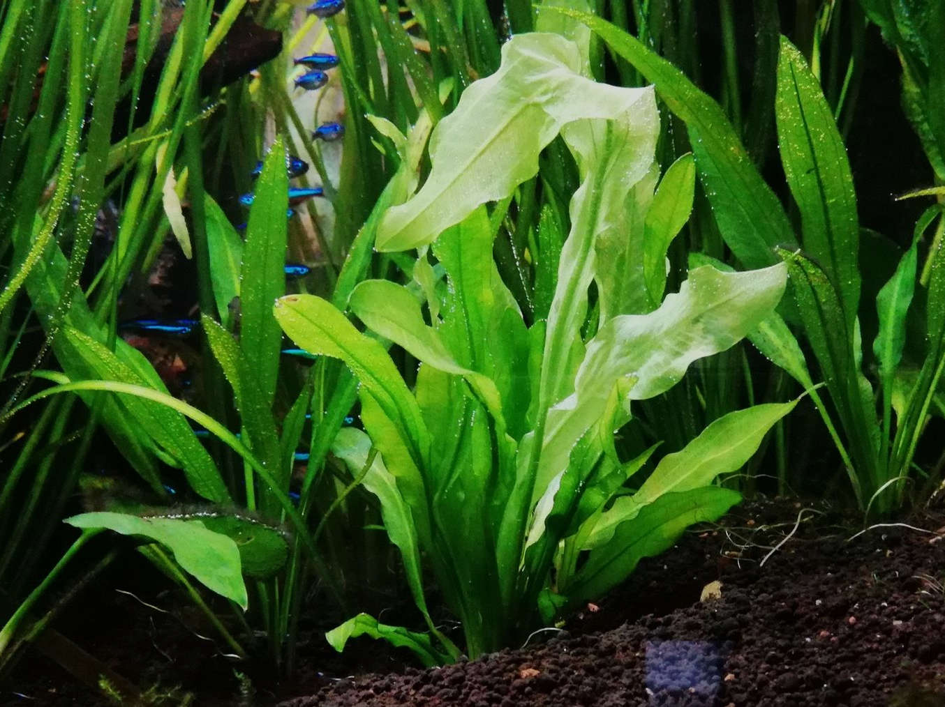 Ruffled Amazon Sword Echinodorus Martii live plant specimen