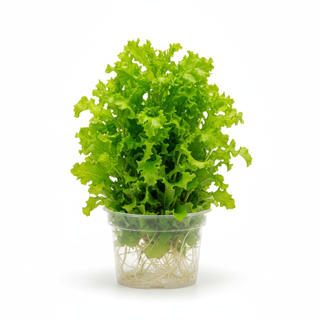 Florida Ruffle “Green Hedge” (Alternanthera sp.) product photo