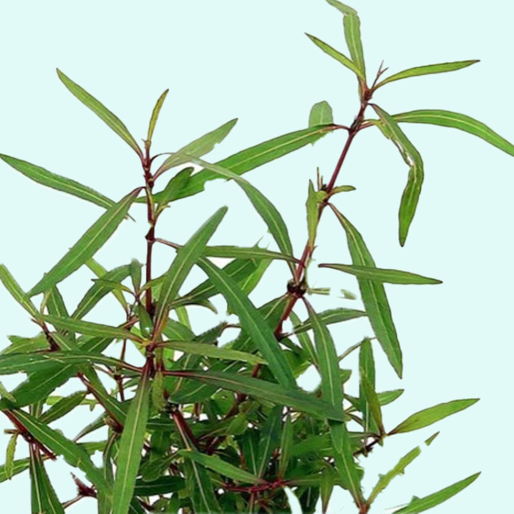 Live Hygrophila Corymbosa Var. N aquarium plant