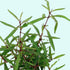 Live Hygrophila Corymbosa Var. N aquarium plant