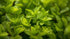 Dwarf Baby Tears (Micranthemum umbrosum) plant care and growth