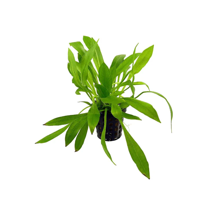 Live Chain Sword Narrow Leaf Hellanthium Bolivianum aquarium plant