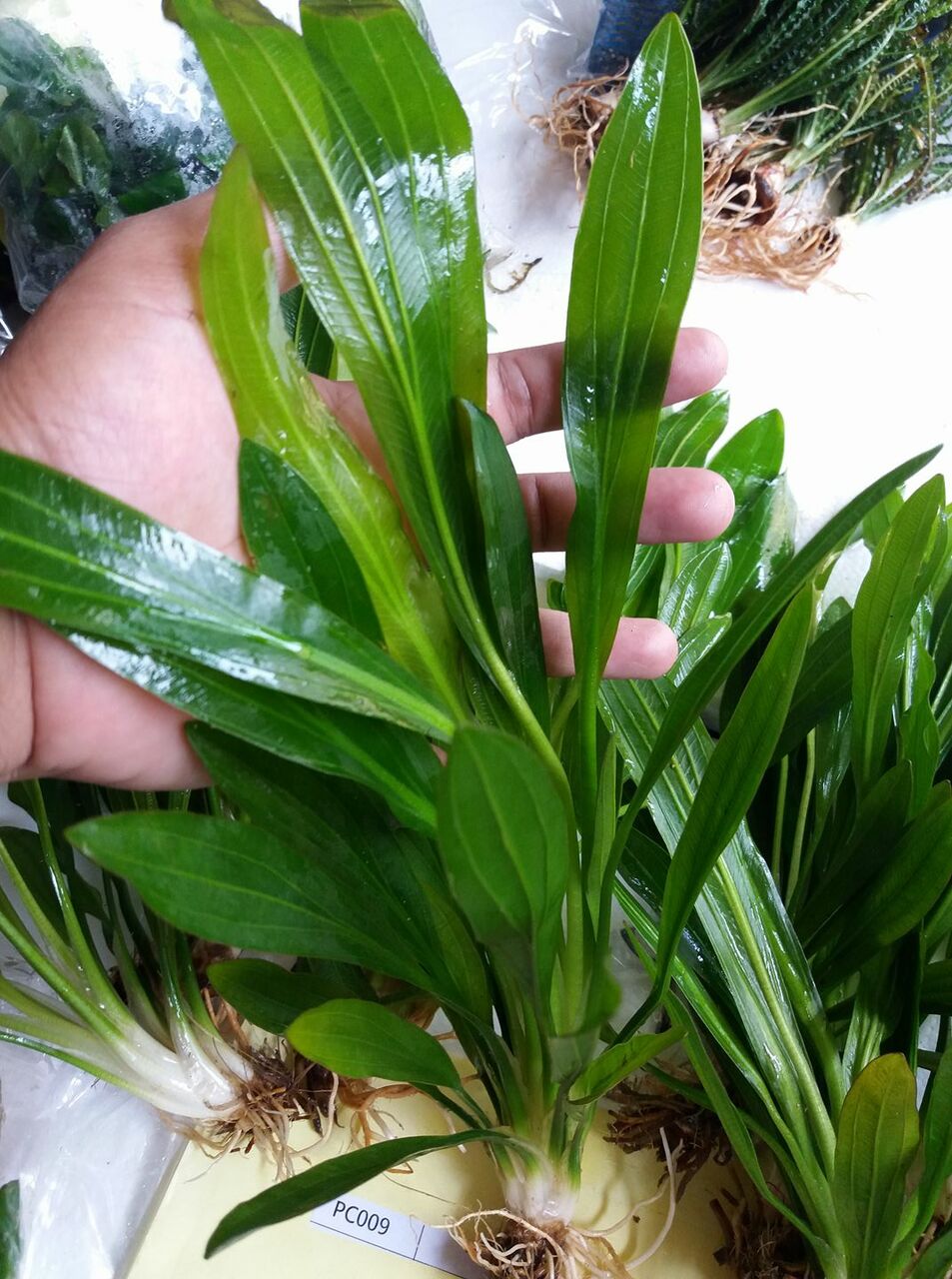 Live Ruffled Amazon Sword Echinodorus Martii aquarium plant