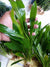 Live Ruffled Amazon Sword Echinodorus Martii aquarium plant