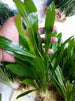 Live Ruffled Amazon Sword Echinodorus Martii aquarium plant
