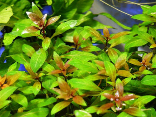 Ludwigia Repens Super Red Mini healthy growth example