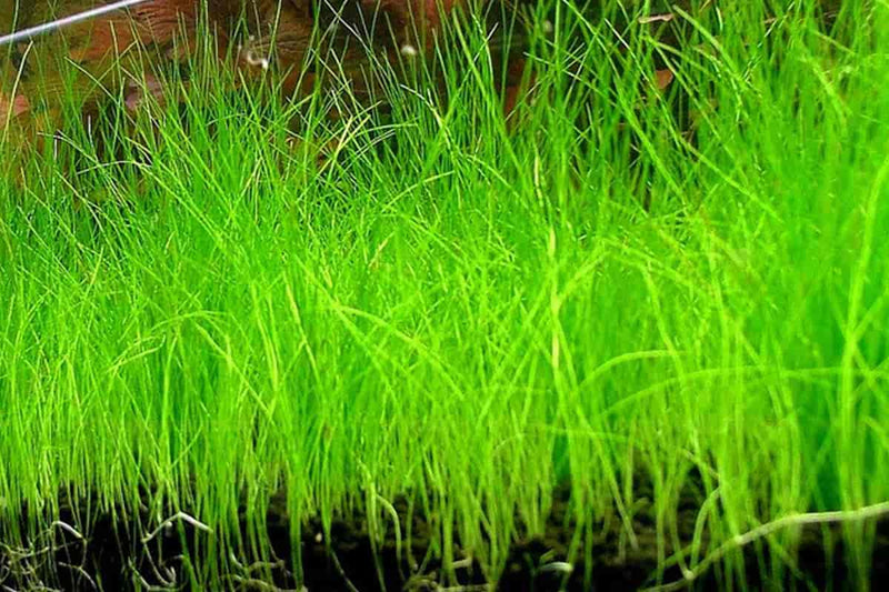 5 Dwarf Hairgrass Clump Eleocharis Parvula