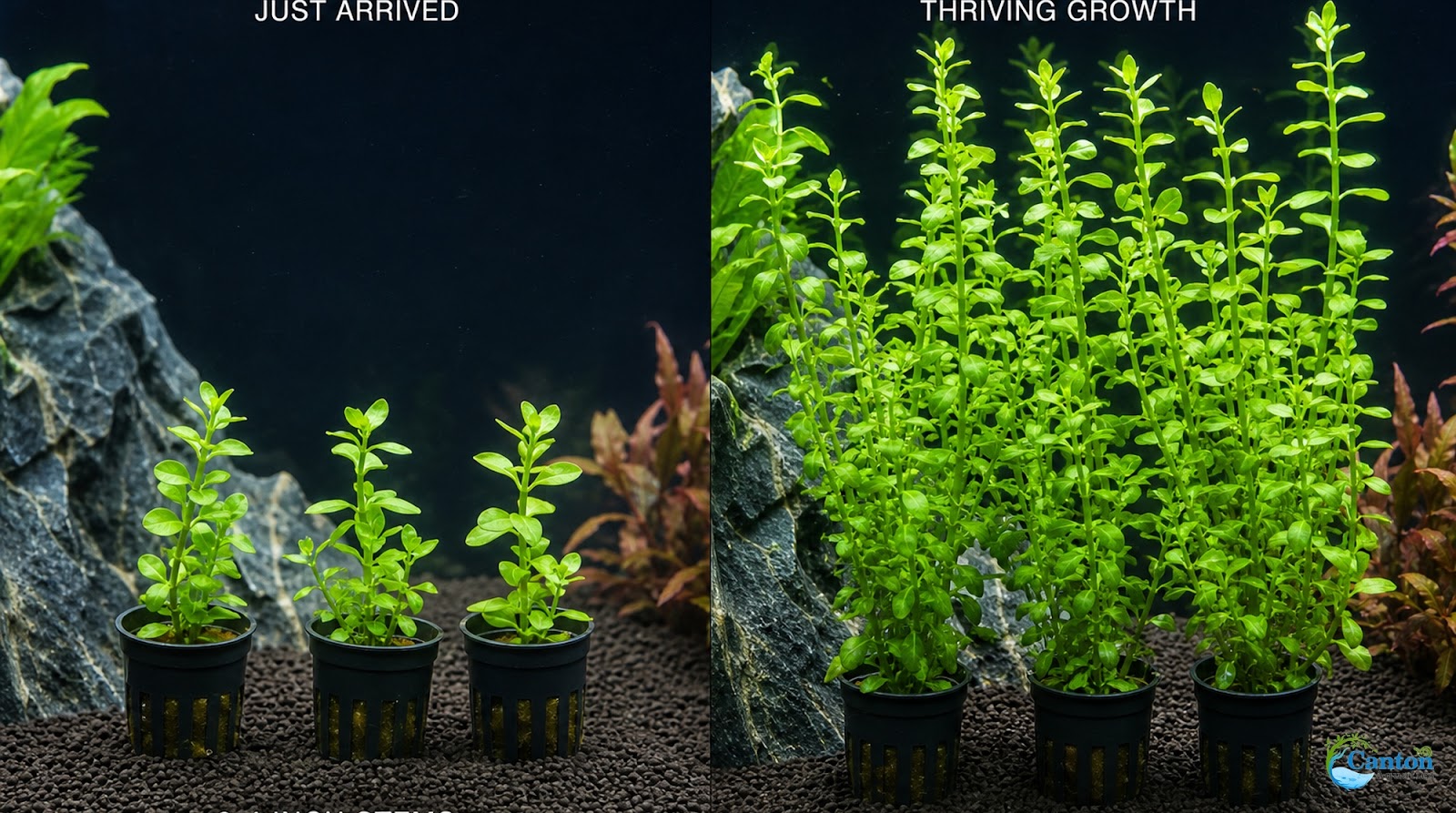 Bacopa Moneywort Live Aquarium Plant 3 Pack Potted Freshwater Fish Tank Bundle from Canton Aquatics