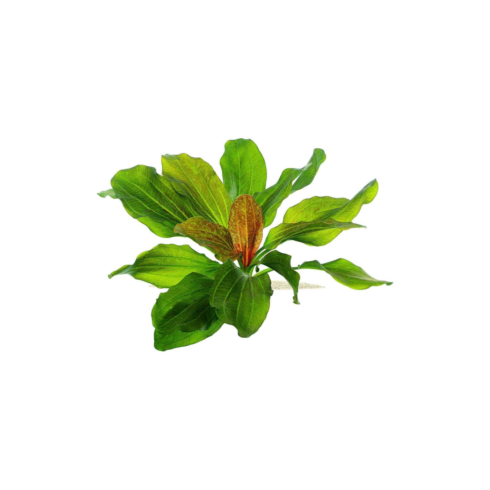 Amazon Sword Echinodorus (Red Pearl) Medium