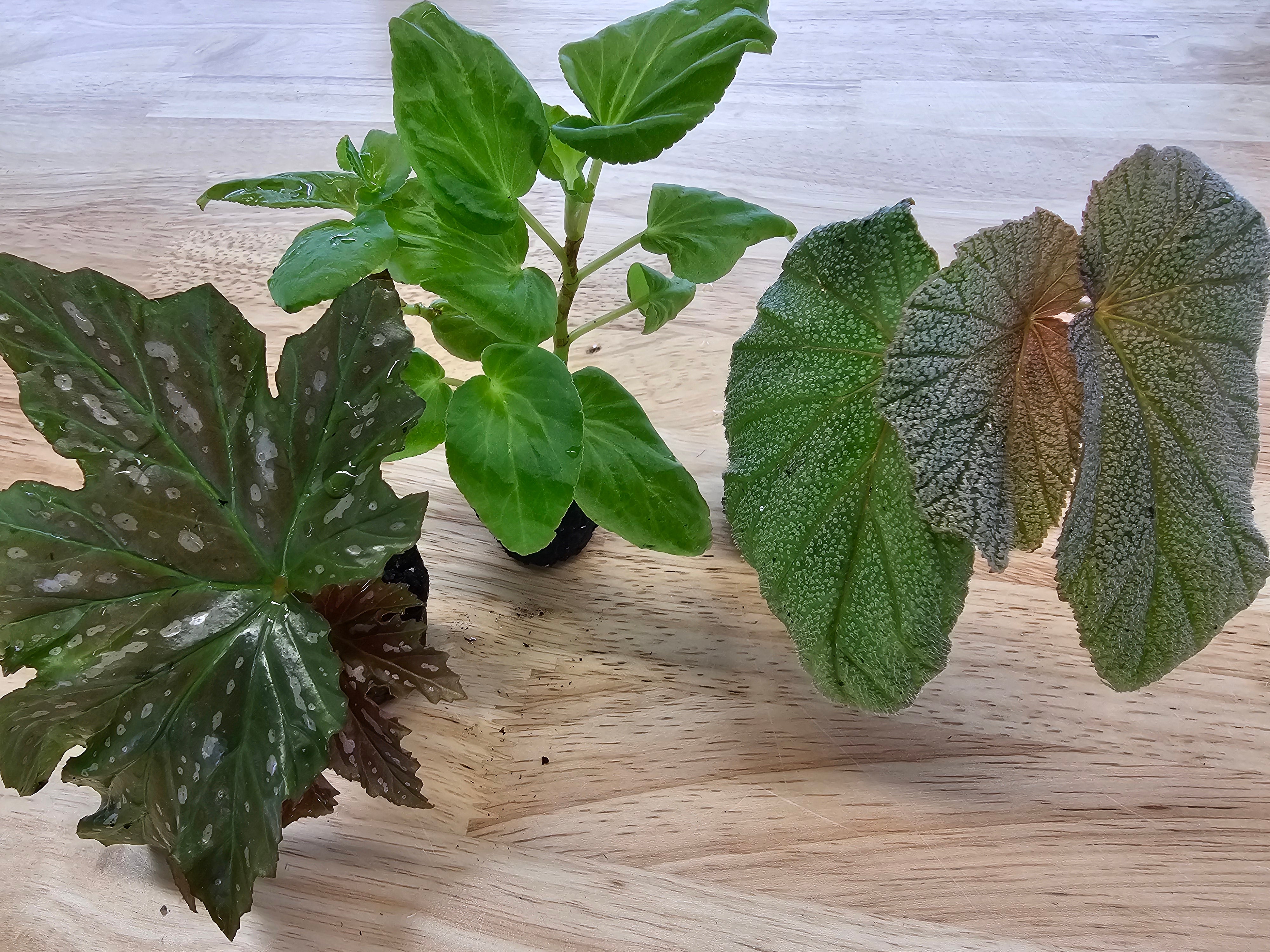 Angel Wing Begonia Assorted Starter Plant Bundle