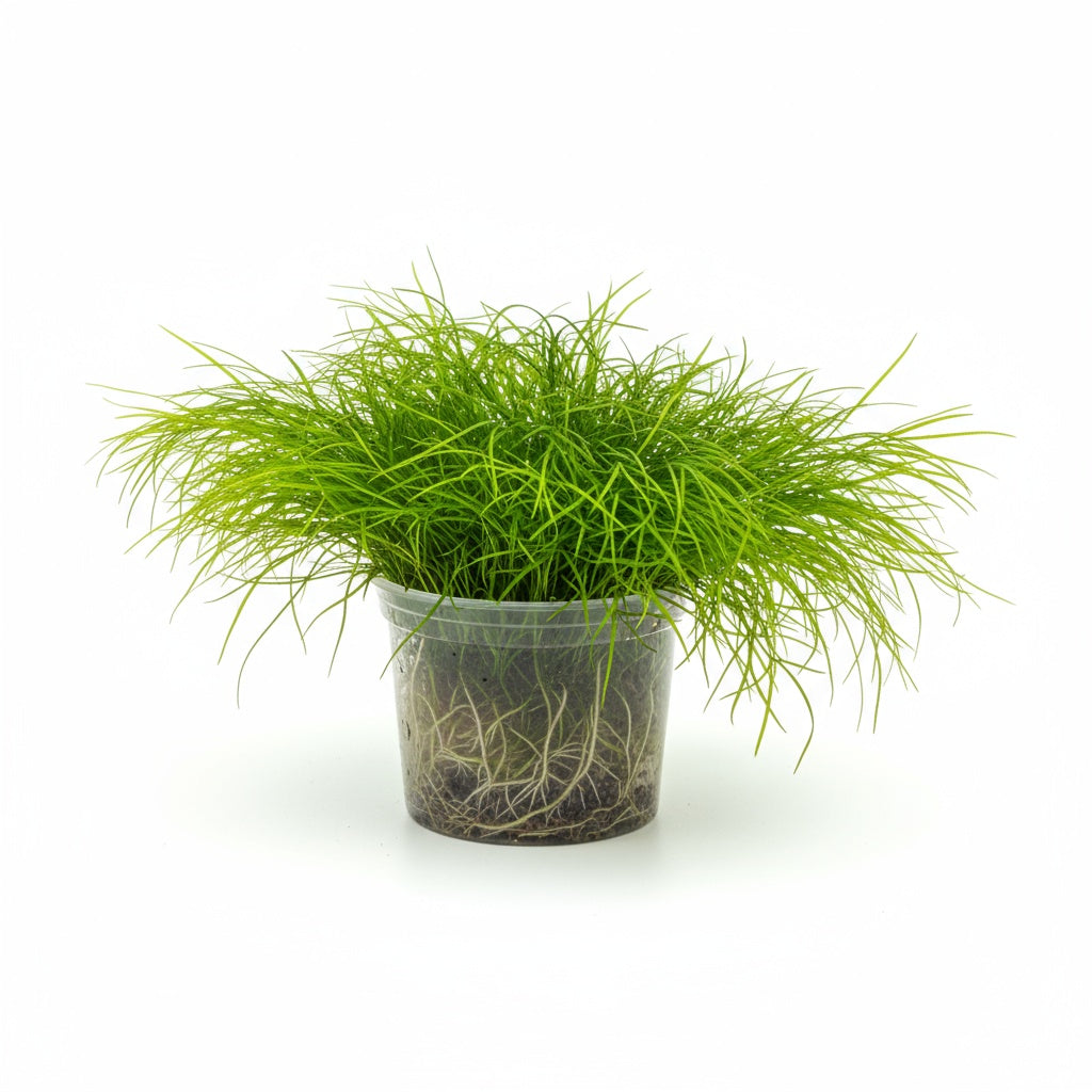 Micro Sword NarrowLeaf (Lilaeopsis Zelandiae) healthy growth example