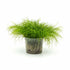 Micro Sword NarrowLeaf (Lilaeopsis Zelandiae) healthy growth example