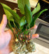 Anubias Hastifolia size and color reference