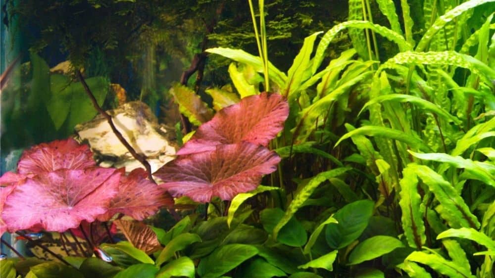 tiger lily aquarium plant Red Tiger Lotus (Nymphaea zenkeri)