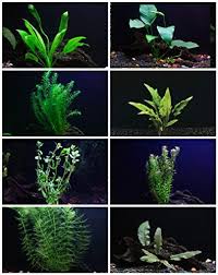Live Aquarium Plants Essential Bundle - 4 Plants
