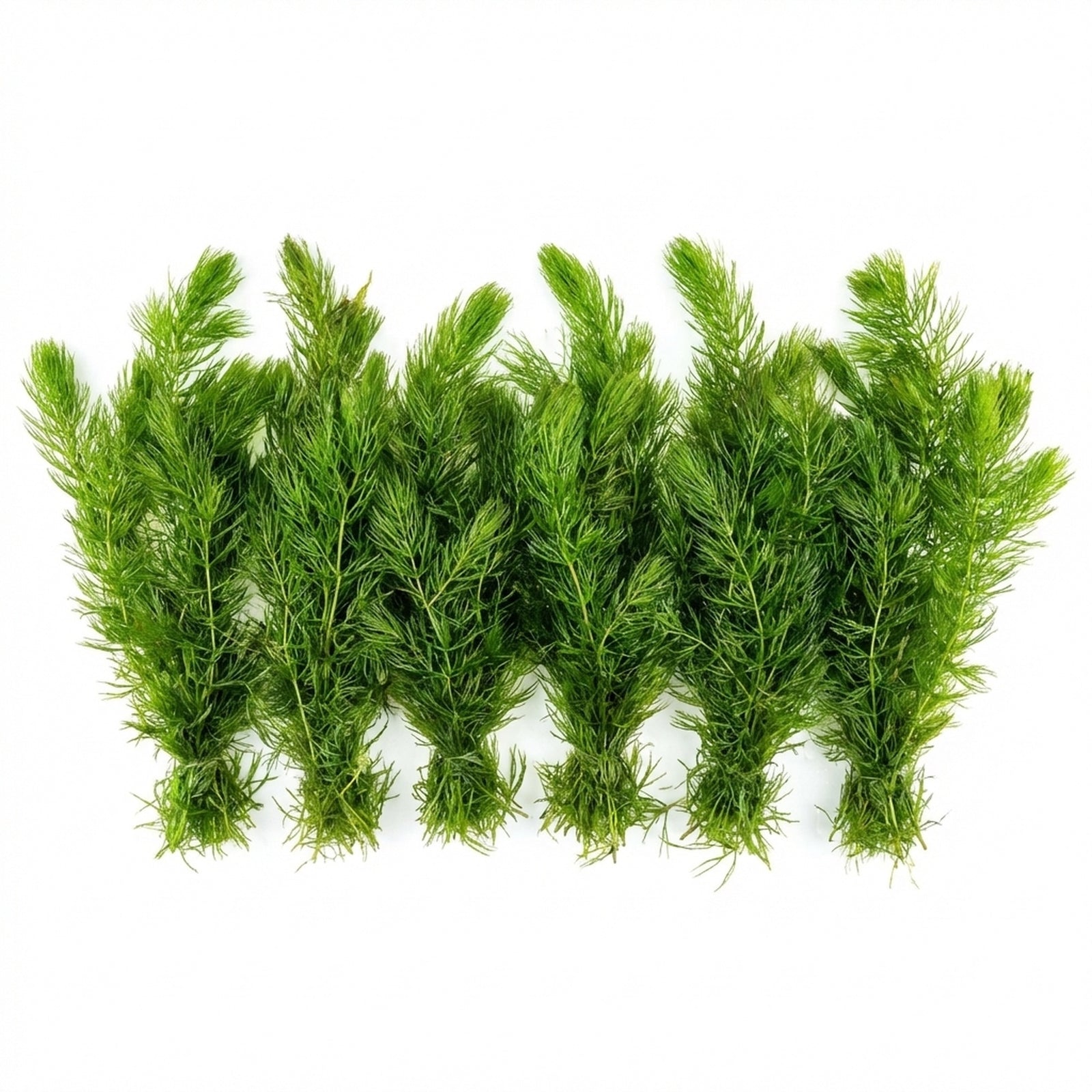 Hornwort Bunch