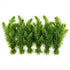 Hornwort Bunch