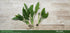 Aquarium Bundle submerged in planted aquarium
