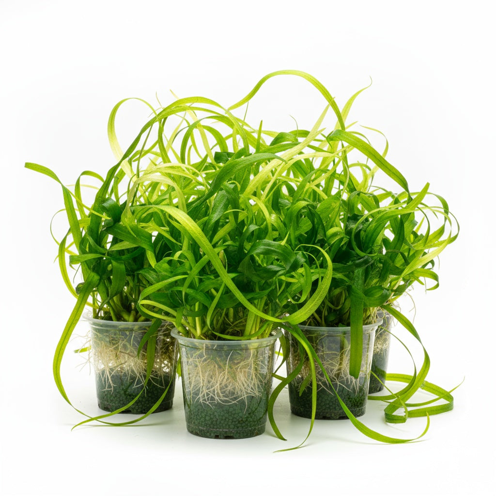 Jungle Valisnaria Asiatica Contortion Bunch in fish tank setup