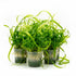 Jungle Vallisneria Asiatica Contortion 3 Plants