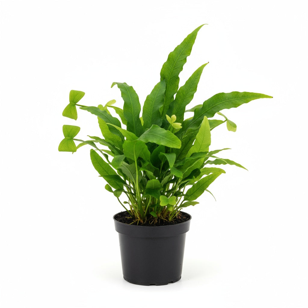 Java Fern Microsorum 