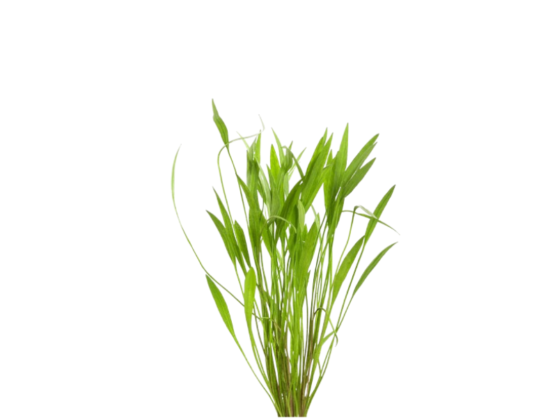 Chain Sword Narrow Leaf Hellanthium Bolivianum size and color reference