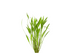 Chain Sword Narrow Leaf Hellanthium Bolivianum size and color reference