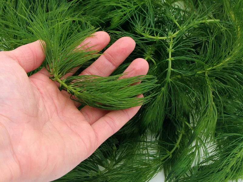 Hornwort Bunch 3-5 Stems healthy growth example