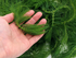Hornwort Bunch 3-5 Stems healthy growth example