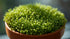 Azolla Filiculoides "Fairy Moss"