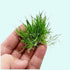 5 X Dwarf Hairgrass (Eleocharis Parvula)