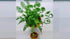 Ludwigia Repens Super Red Mini in freshwater aquarium