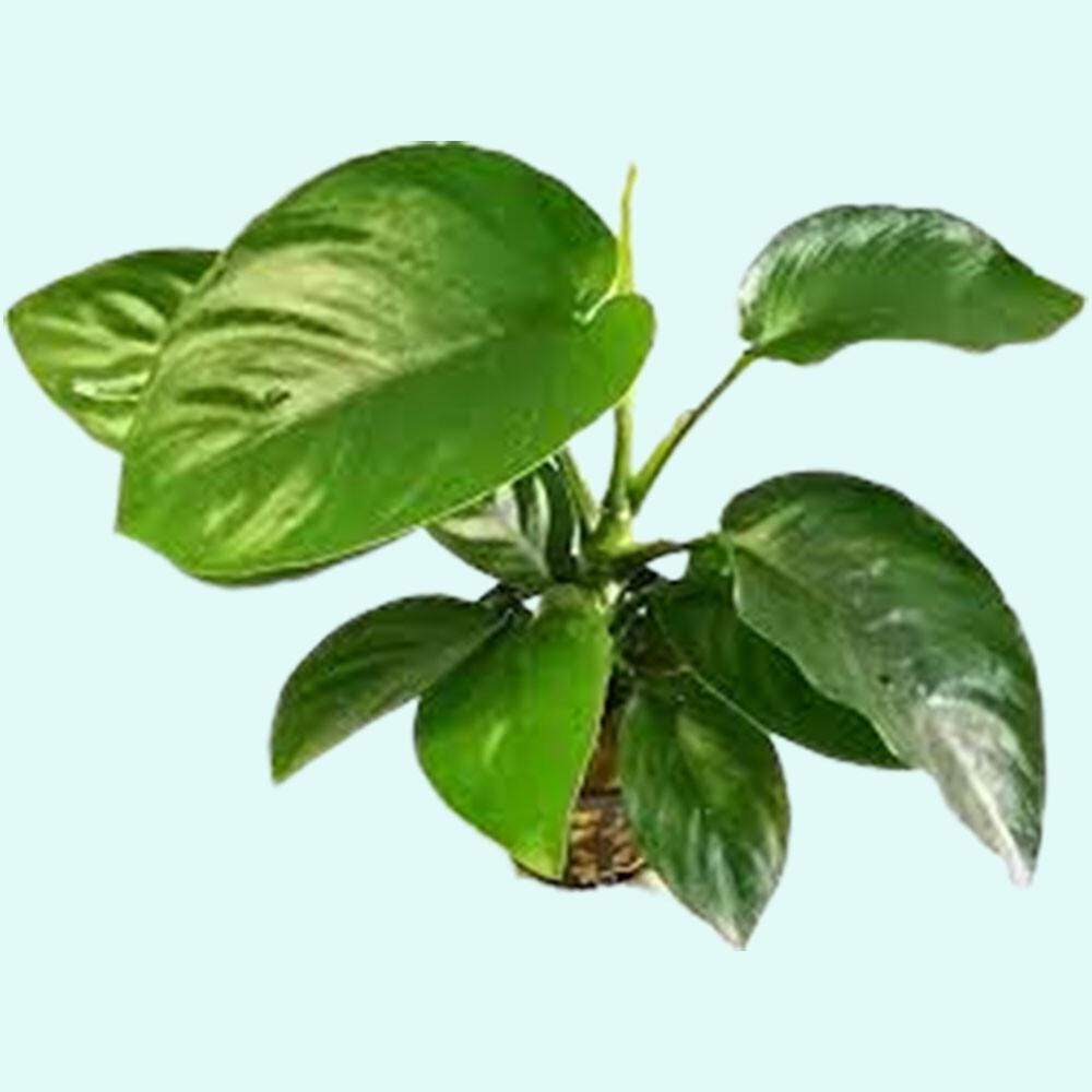 3 Anubias Aquatic Plants Bundle