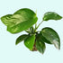 3 Anubias Aquatic Plants Bundle