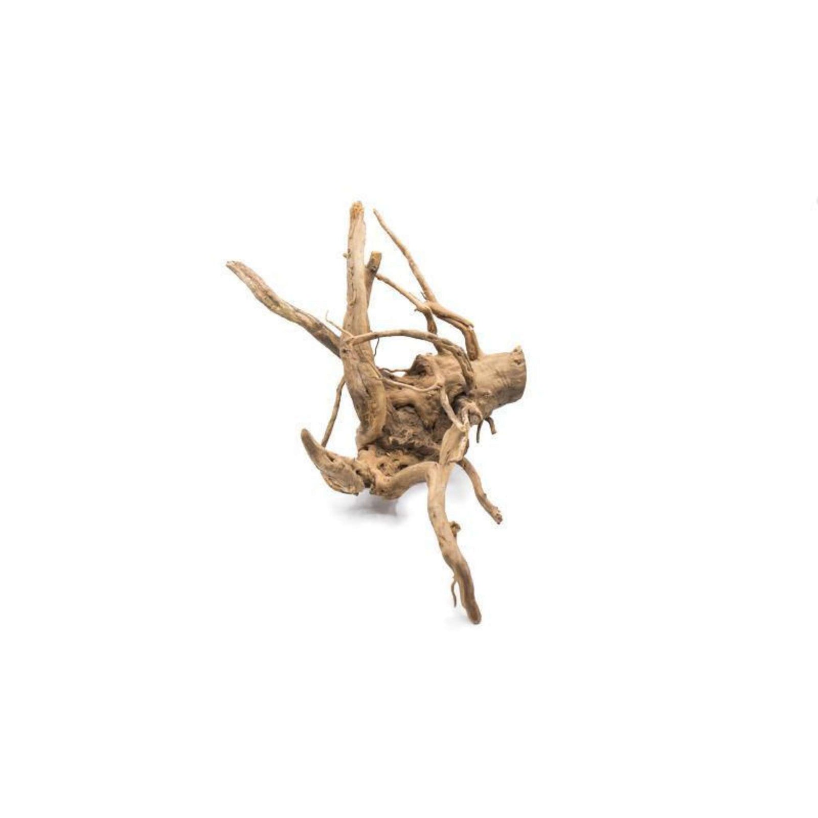 Aquarium Hardscape DriftWood: SpiderWood live plant specimen