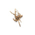 Aquarium Hardscape DriftWood: SpiderWood live plant specimen