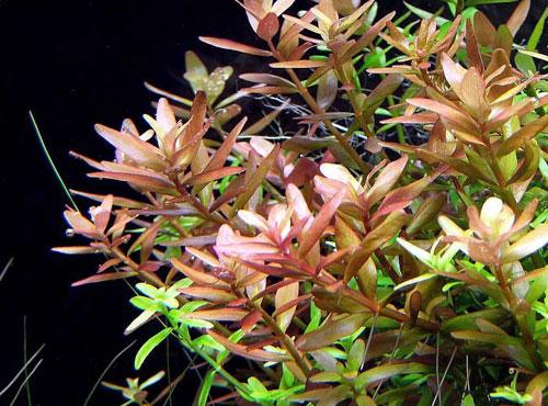 Rotala Indica - Live Aquarium Plant from Canton Aquatics