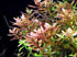 Rotala Indica - Live Aquarium Plant from Canton Aquatics