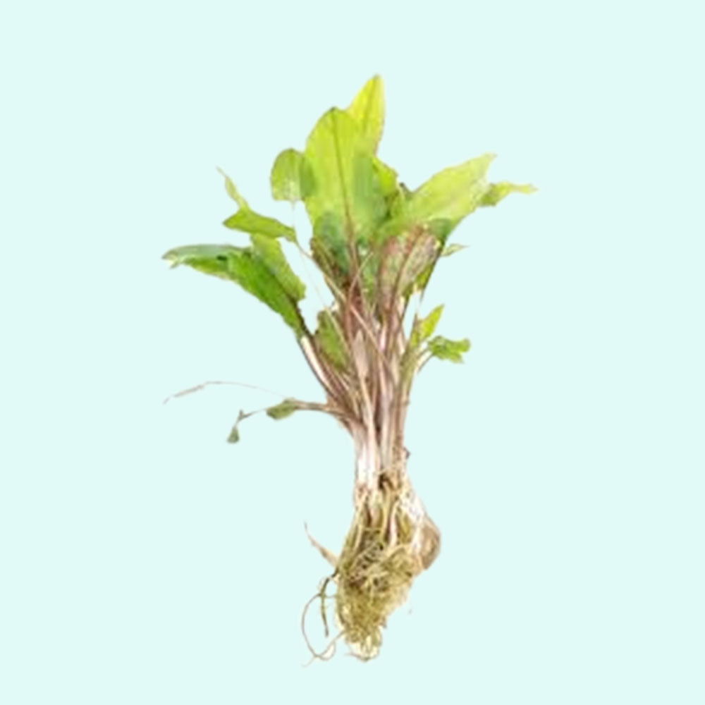 Cryptocoryne Wendtii Green